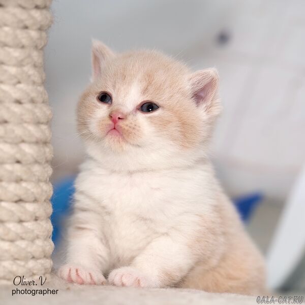 Кот Витольд, рожд. Дашей 16/11/2025 британский котёнок