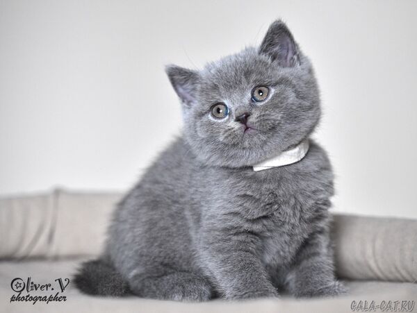 Кот Нобель, 7 недель (2) британский котёнок
