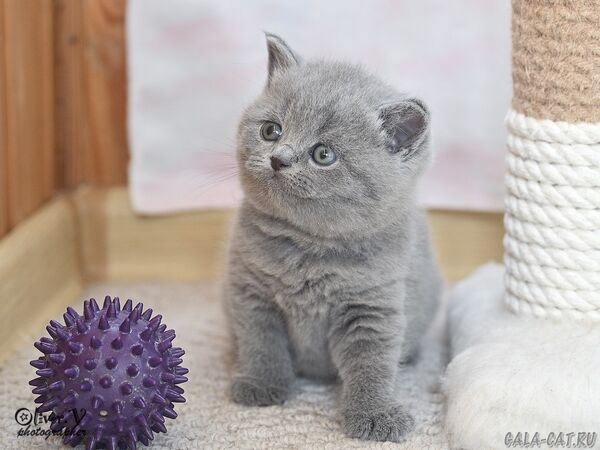 британский котёнок