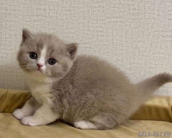 британский котёнок