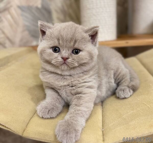 британский котёнок