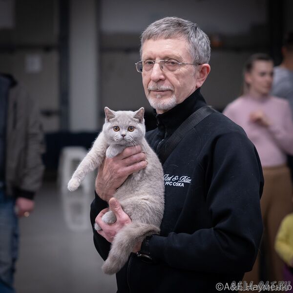выставка кошек