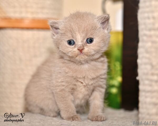 британский котёнок