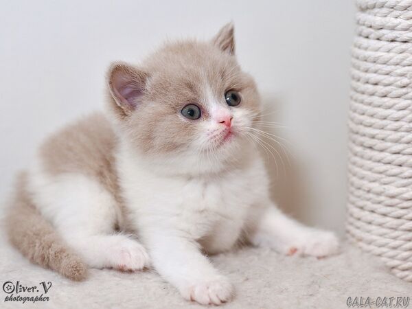 Кот Сильвестр в возрасте 1 месяц (2) британский котёнок