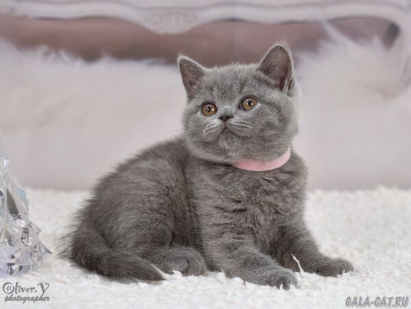Багира в возрасте 2 месяца британский котёнок