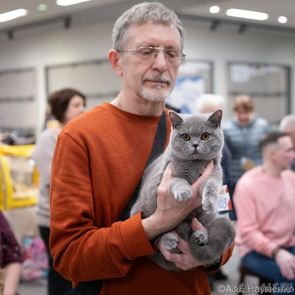 выставка кошек