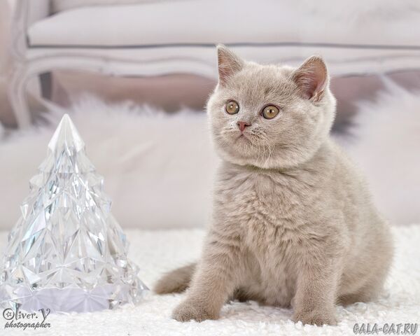 Бонифаций в возрасте 2 месяца британский котёнок