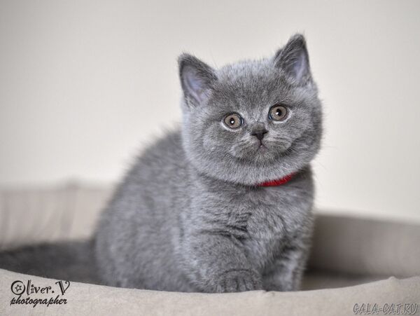 Кошка Невада, 7 недель (1) британский котёнок