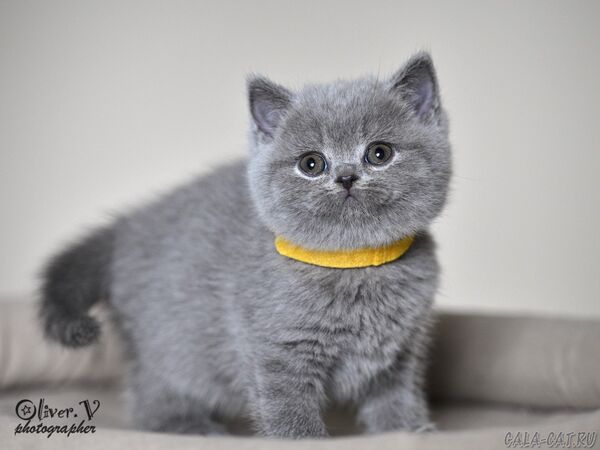 Кошка Настасья - 7 недель (2) британский котёнок