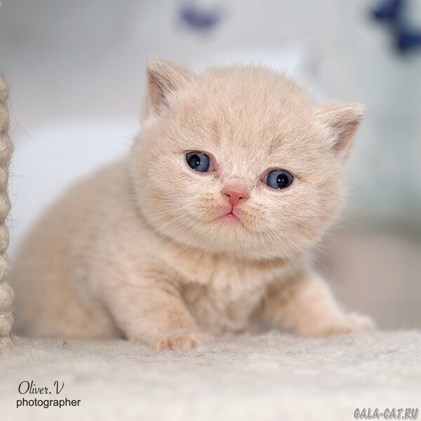 Кот Вениамин, рожд. Дашей 16/11/2025 британский котёнок