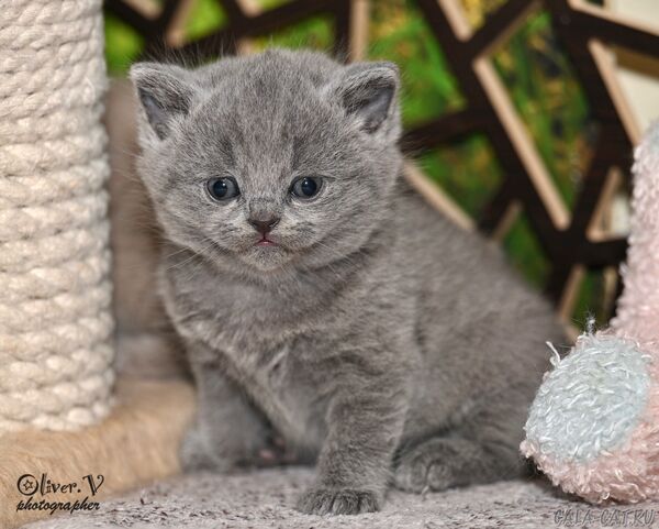 британский котёнок