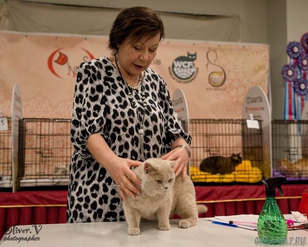 выставка кошек