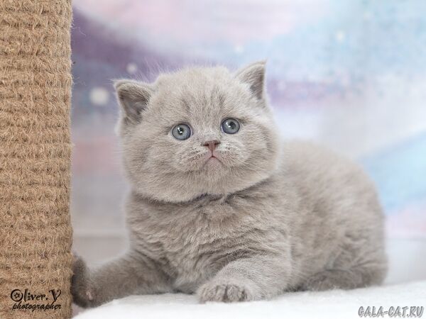 британский котёнок