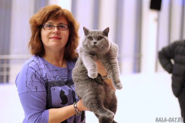 голубой британский котик на выставке КОТОМУР-2022