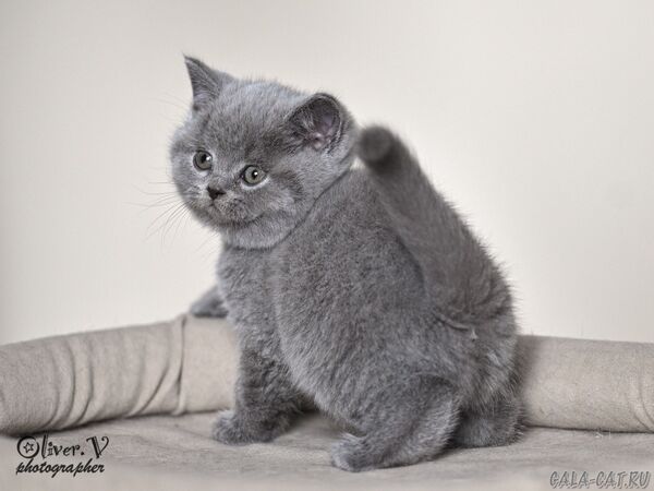 Кот Неймар, 7 недель (2) британский котёнок