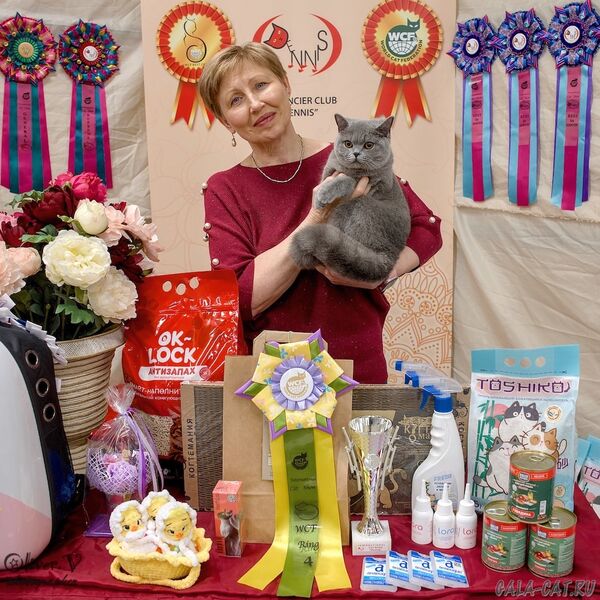 выставка кошек