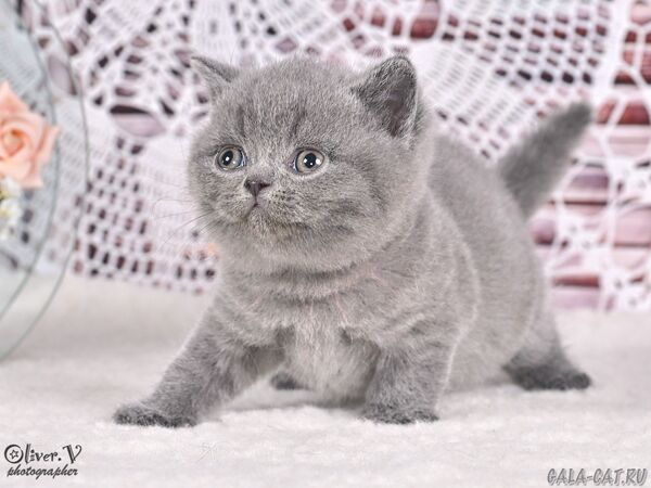 Кошка Ясна в возрасте 1 месяц, рожд. 3/7/2026 (1) британский котёнок