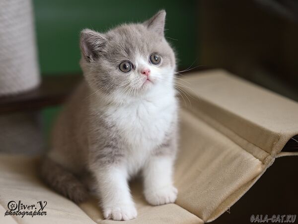 британский котёнок