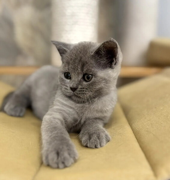 британский котёнок