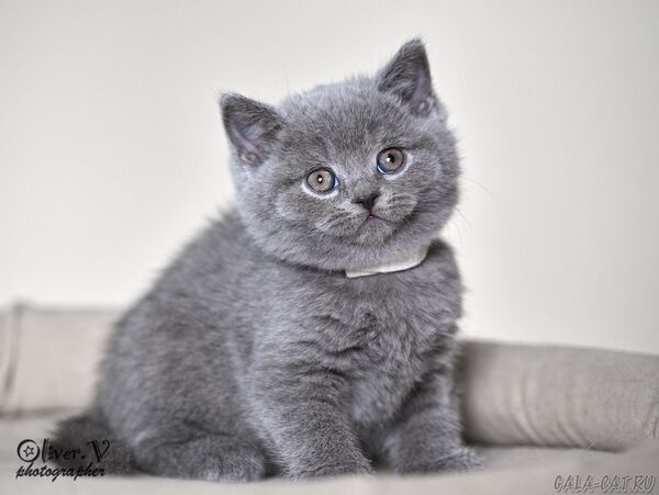 Кот Нобель, 7 недель (1) британский котёнок