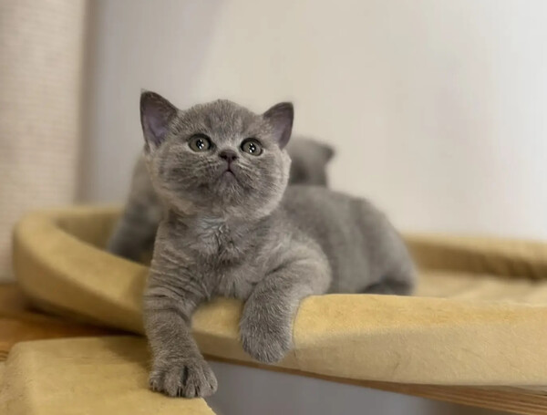 британский котёнок