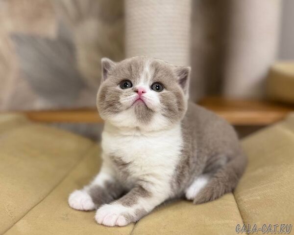 британский котёнок