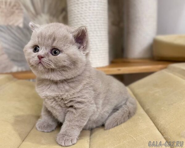 британский котёнок