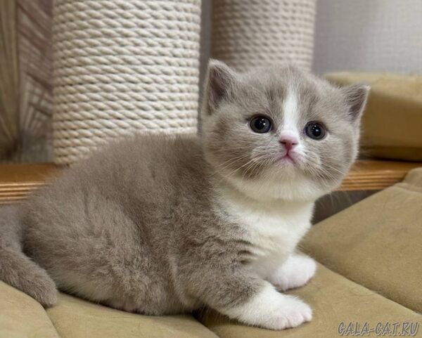 британский котёнок