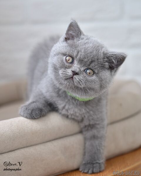 Кот Нильс, 7 недель (1) британский котёнок