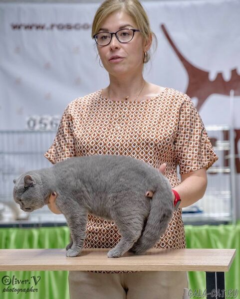 выставка кошек 2026