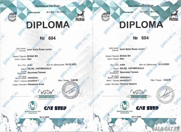 дипломы с выставки кошек