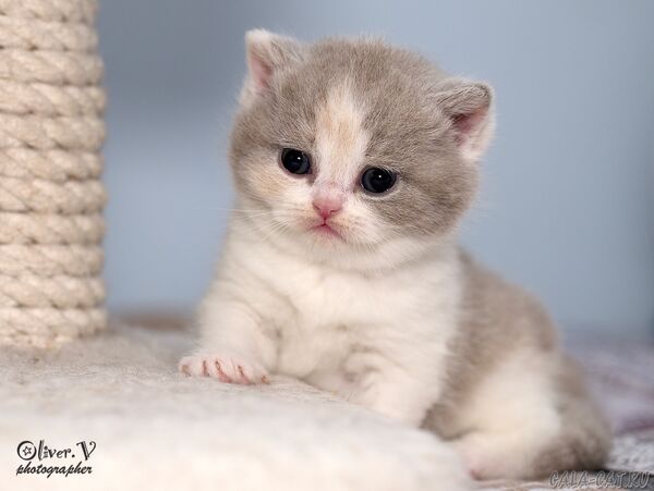 Кошка Вероника, рожд. Дашей 16/11/2025 британский котёнок
