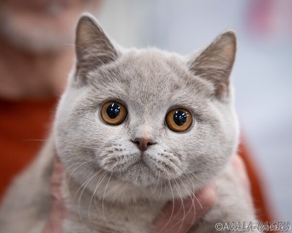 выставка кошек