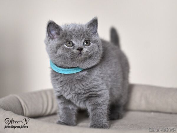 Кот Неймар, 7 недель (1) британский котёнок