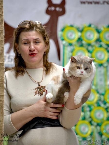 выставка кошек 2026