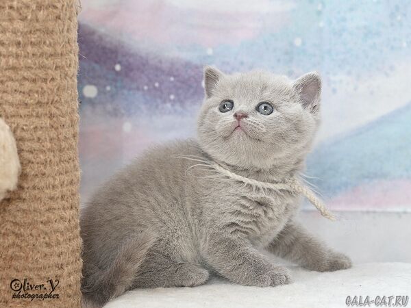 британский кот