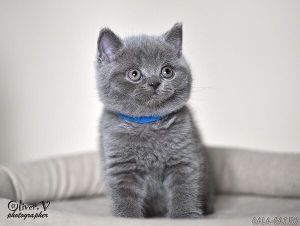 Кот Ньютон, 7 недель (1) британский котёнок