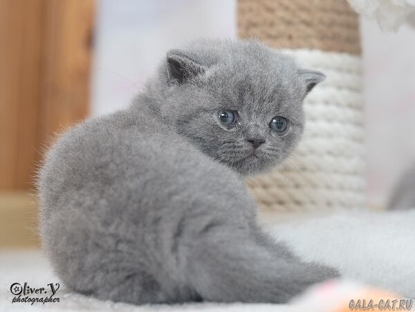 британский котёнок