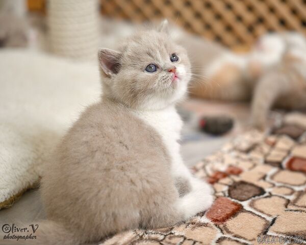 Кот Савелий в возрасте 1 месяц (2) британский котёнок