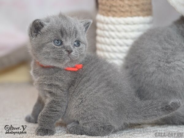 британский котёнок