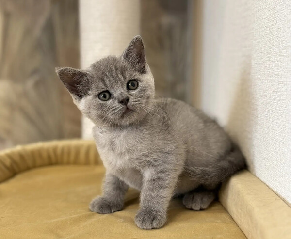 британский котёнок