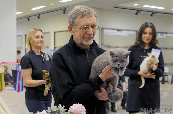 выставка кошек