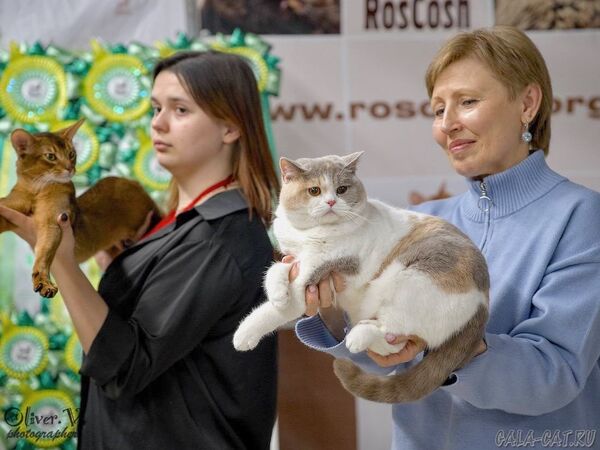 выставка кошек 2026