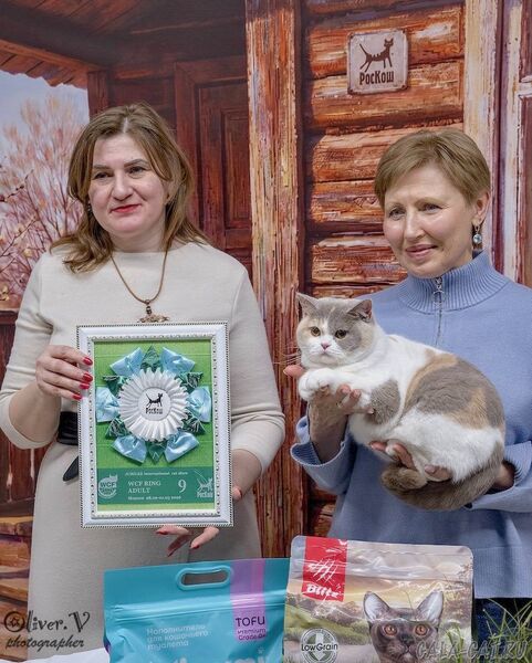 выставка кошек 2026