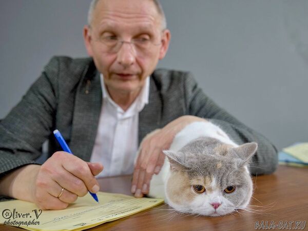 выставка кошек 2026