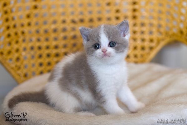 британский котёнок