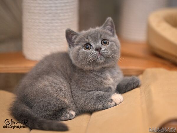 британский котёнок