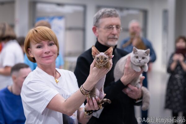 выставка кошек