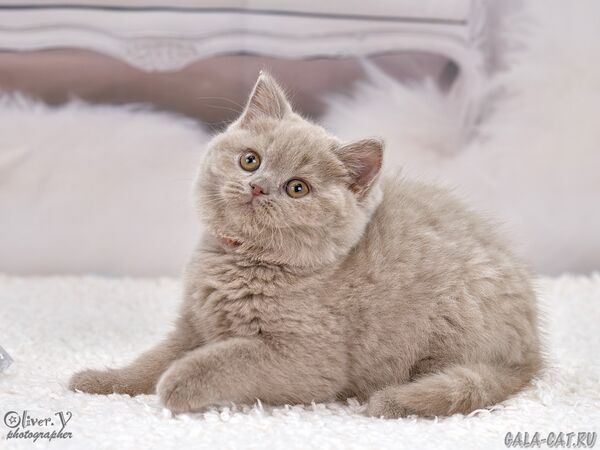 Бася в возрасте 2 месяца британский котёнок