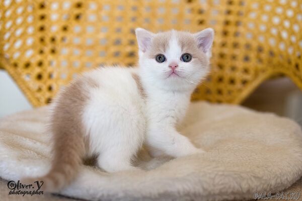 британский котёнок